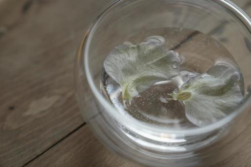 Photo, flower, petal, water, 