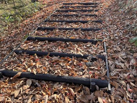 秋の落ち葉の階段 屋外,野外,落ち葉の写真素材