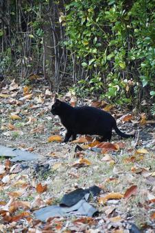 野良猫 野良猫の写真