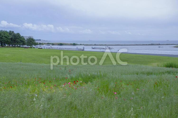 葛西臨海公園の風景 葛西臨海公園,東京湾,水上バスの写真素材