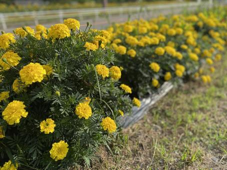 満開に咲くマリーゴールド マリーゴールド,花,植物の写真素材