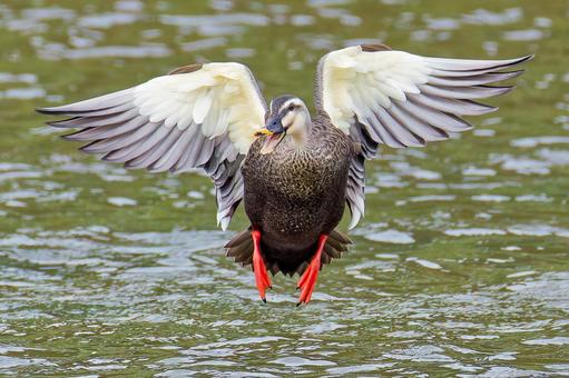 鳴きながらこちらに飛んで来るカルガモ 鳴きながらこちらに飛んで来るカルガモ カルガモ,夏留鴨,軽鴨の写真素材