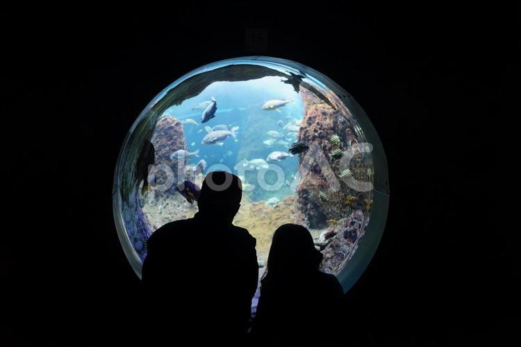 水族館で水槽をのぞくカップル カップル,シルエット,水族館の写真素材