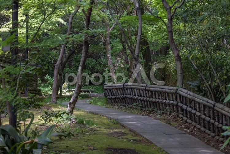 公園の中の小路 自然,風景,小道の写真素材