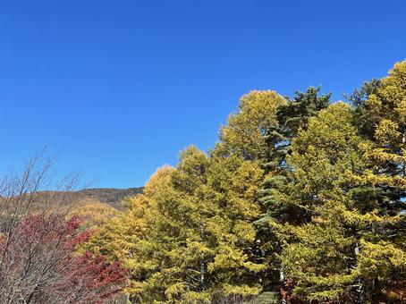 秋のハイキング 秋のハイキング 秋晴れ,黄葉,秋の写真素材