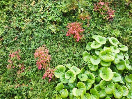 癒しの植物背景 癒しの植物背景 植物,癒し,テクスチャの写真素材