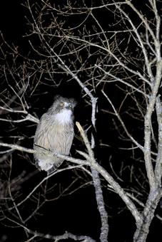 シマフクロウ シマフクロウの写真