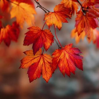深紅に燃えるもみじの葉のクローズアップ 深紅に燃えるもみじの葉のクローズアップの写真