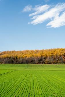 カラマツの黄葉と秋蒔小麦　清里町 北海道,清里町,秋の写真素材