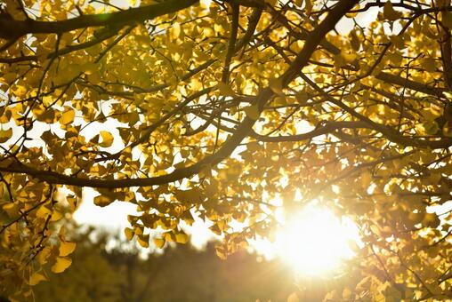 いちょうの写真