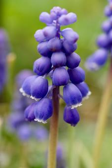 ムスカリの写真