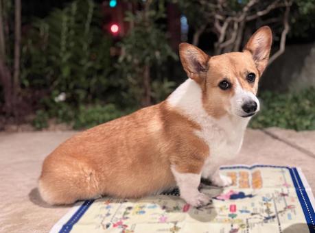 Corgi, JPG
