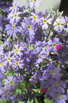 primrose, JPG primrose, JPG