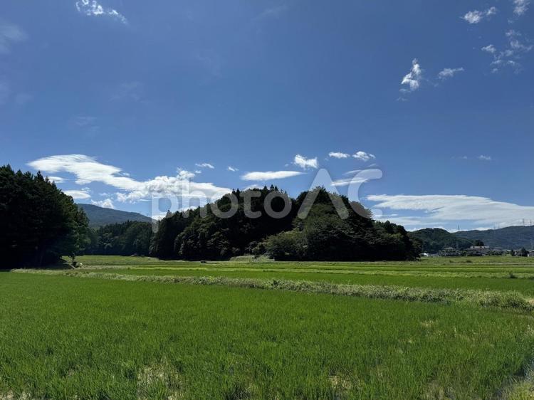 7月の信州の水田と前山公園 緑,green,空の写真素材