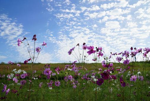土手に咲くコスモスの花 コスモス,秋,晴天の写真素材
