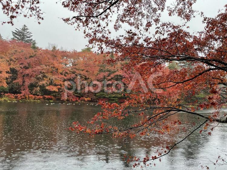 軽井沢雲場池　紅葉① 紅葉,池,自然の写真素材