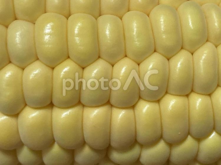 とうもろこし とうもろこし,粒,野菜の写真素材
