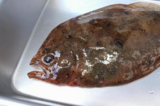 タマガンゾウビラメ(デベラ、でべら) タマガンゾウビラメ(デベラ、でべら)の写真