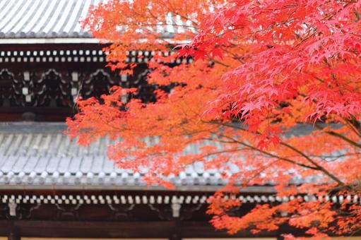 南禅寺の鮮やかなもみじ　１ 南禅寺,紅葉,もみじの写真素材