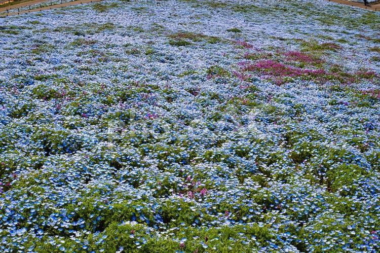 ひたち海浜公園（ネモフィラ） ひたち海浜公園,ネモフィラ,春の写真素材