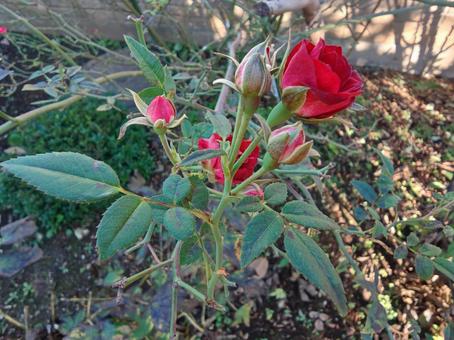 Photo, rose, red, court, 