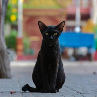 猫 猫の写真