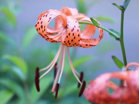 Tiger lily flower, JPG