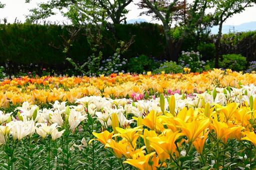 色鮮やかな満開のゆり園 色鮮やかな満開のゆり園の写真