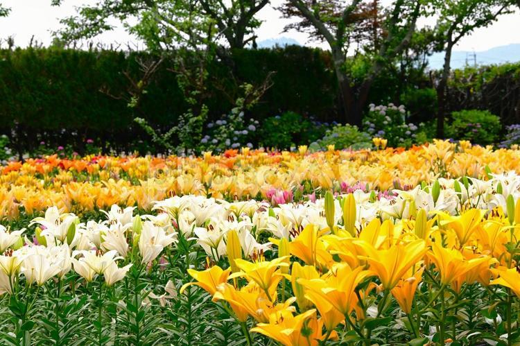 色鮮やかな満開のゆり園 ゆり,百合の花,花の写真素材