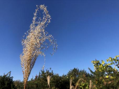 すすきと青空 すすきと青空の写真