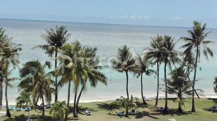 ヤシの木と海 グアム,海,南国の写真素材