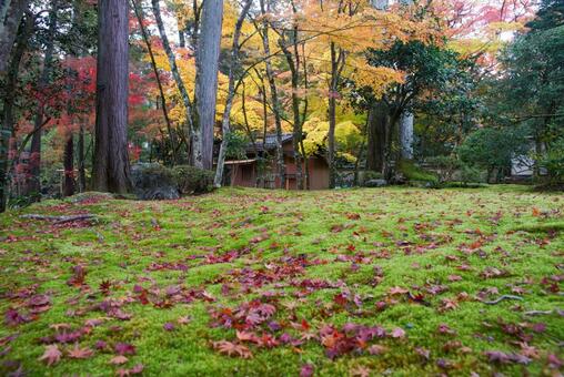 苔寺の紅葉 11月,秋,洛西の写真素材
