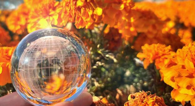 マリーゴールドとガラスの地球儀 花,秋,マリーゴールドの写真素材