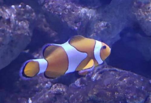 歌舞伎から 歌舞伎から 生き物,魚類,熱帯魚の写真素材