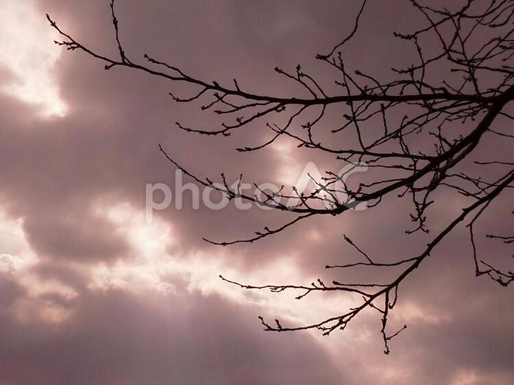 2月の空と桜のつぼみ つぼみ,木,枝の写真素材