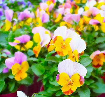 イエローの混じった可愛いビオラの花 ビオラ,花,かわいいの写真素材