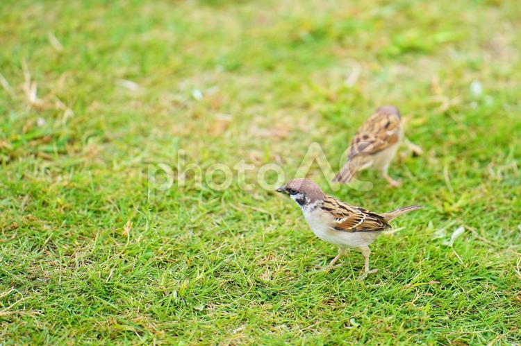芝生にいる夏のスズメ1 スズメ,雀,鳥の写真素材