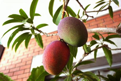 mango, JPG