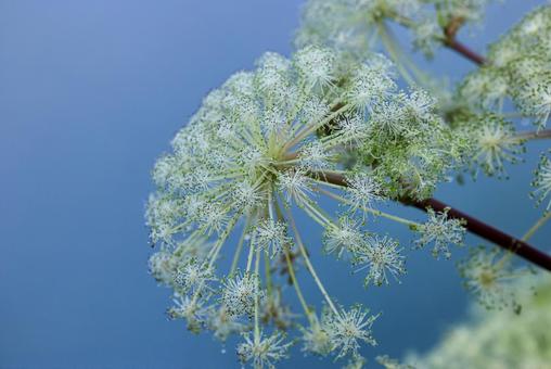 高山植物 高山植物 高山植物,コマクサ,花の写真素材