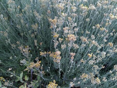 カレープランツ カレープランツの写真