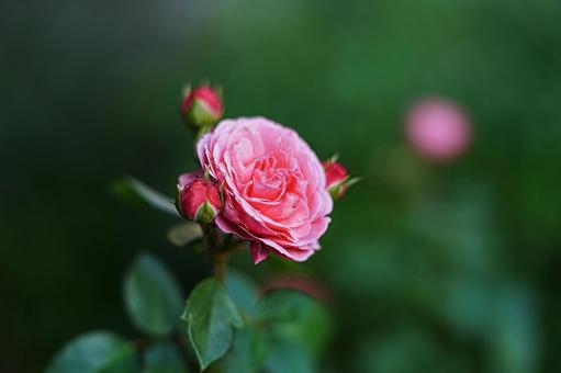 薔薇 ピンクローズ,バラ,花園の写真素材