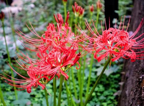 狐の松明の写真