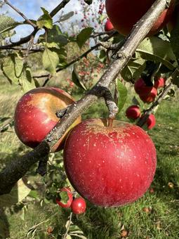 実った赤いリンゴ りんご,りんごの木,果物の写真素材