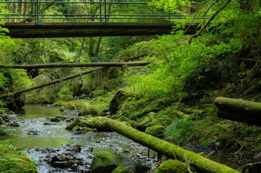 Lush forest stream and bridge, JPG