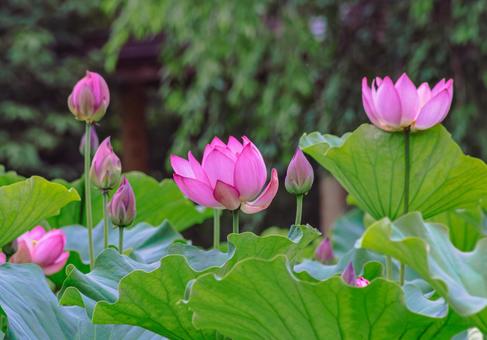 ハス池 ハスの花4ー66 ハス池 ハスの花4ー66の写真