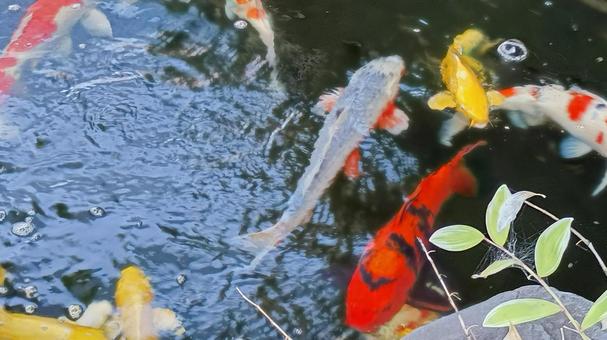 泳ぐ宝石錦鯉 泳ぐ宝石錦鯉の写真