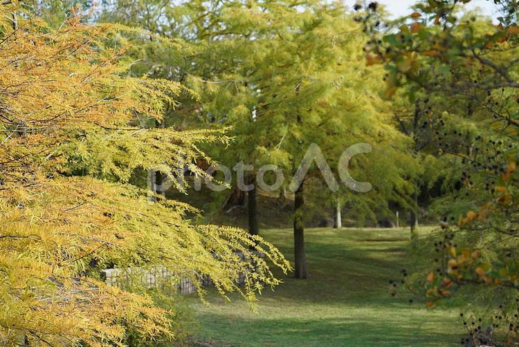 国営明石海峡公園　遊歩道　紅葉 兵庫県,淡路島,国営明石海峡公園の写真素材