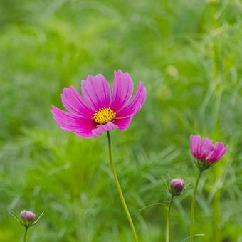 咲きはじめたコスモスの花 咲きはじめたコスモスの花の写真