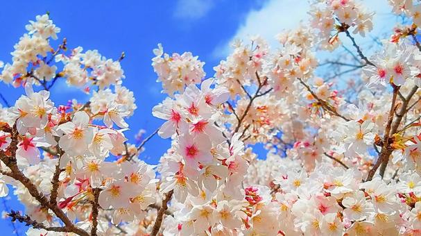 Cherry blossoms and blue sky 4, JPG