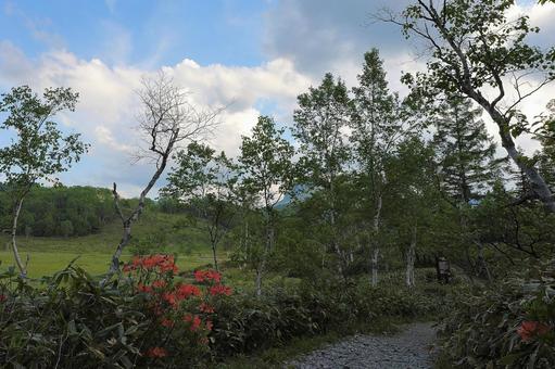 Shiga Kogen Azalea 1, JPG Shiga Kogen Azalea 1, JPG